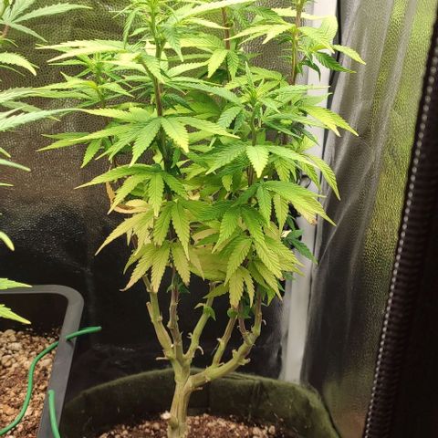 Hydra growlog timeline photo