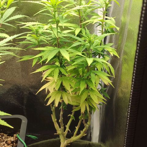 Hydra growlog timeline photo