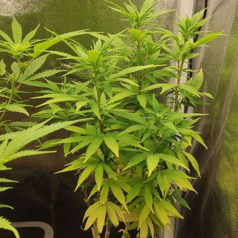 Hydra growlog timeline photo
