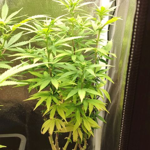 Hydra growlog timeline photo