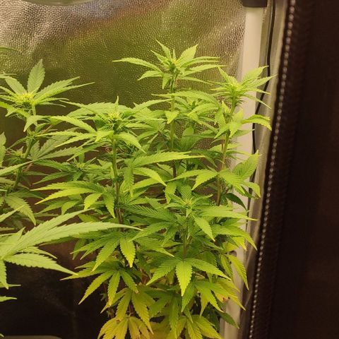 Hydra growlog timeline photo