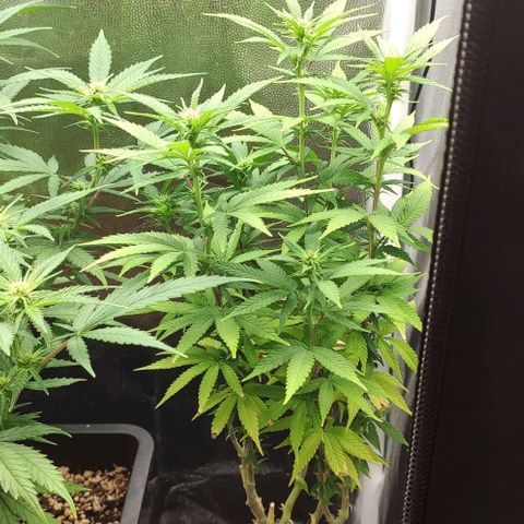 Hydra growlog timeline photo