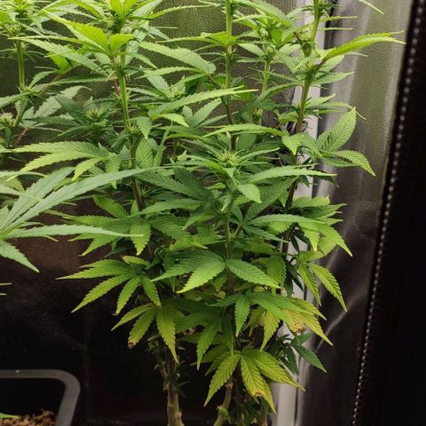 Hydra growlog timeline photo