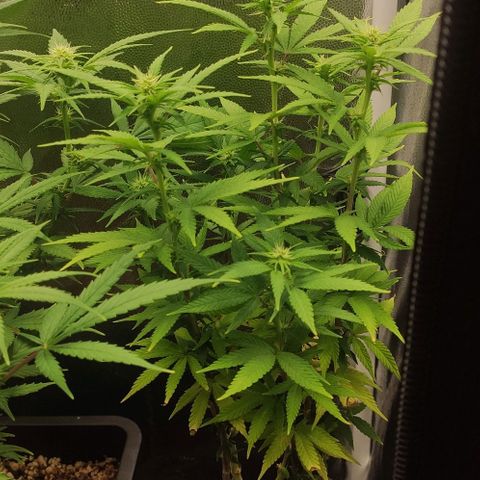 Hydra growlog timeline photo