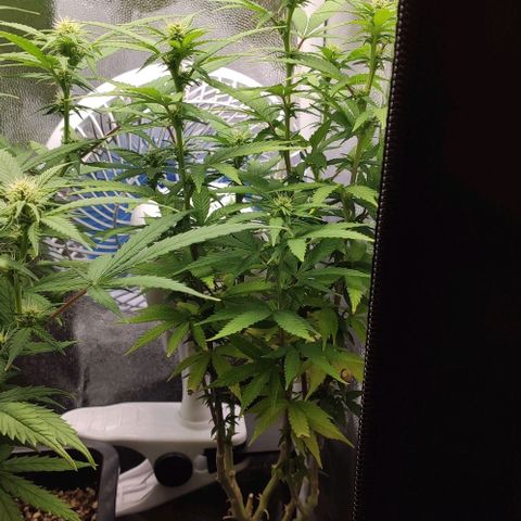 Hydra growlog timeline photo