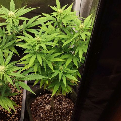 Hydra growlog timeline photo