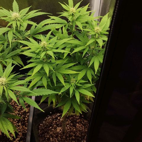 Hydra growlog timeline photo