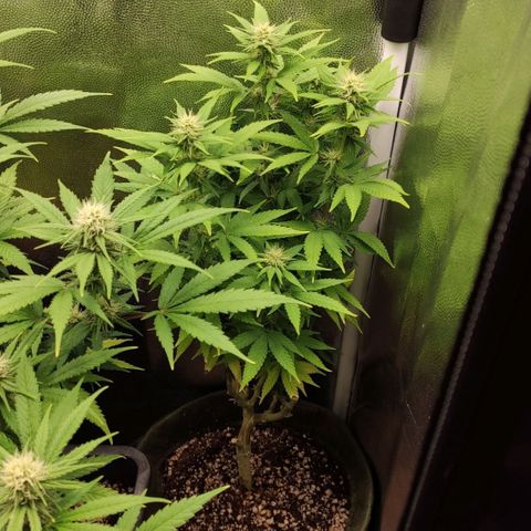 Hydra growlog timeline photo