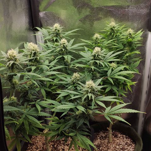 Hydra growlog timeline photo