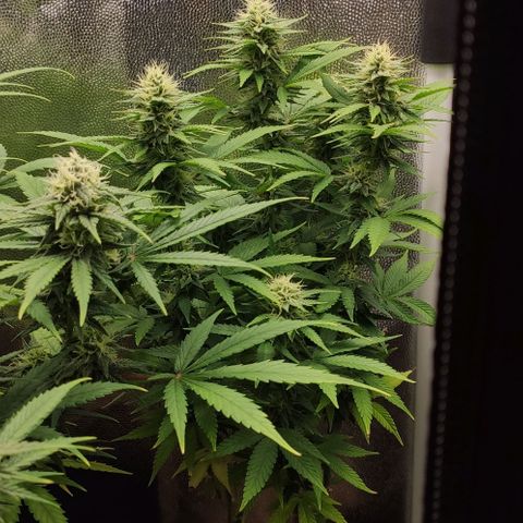 Hydra growlog timeline photo