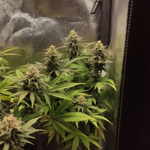 Hydra growlog timeline photo