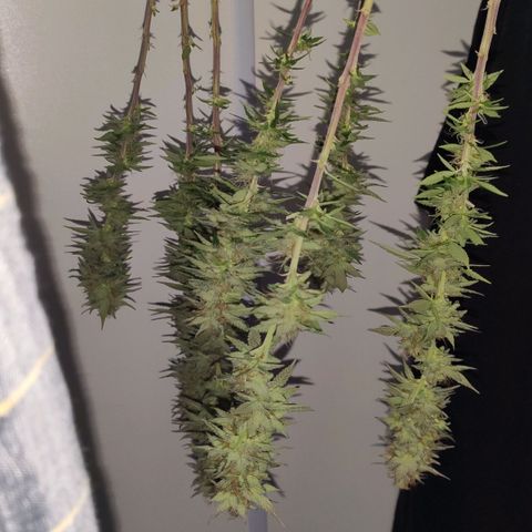 Hydra growlog timeline photo