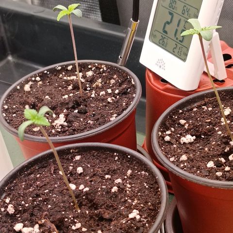 Channel+ growlog photo: Tag 7
Gespargelt wg. zu schwacher Leuchtstoffröhre 