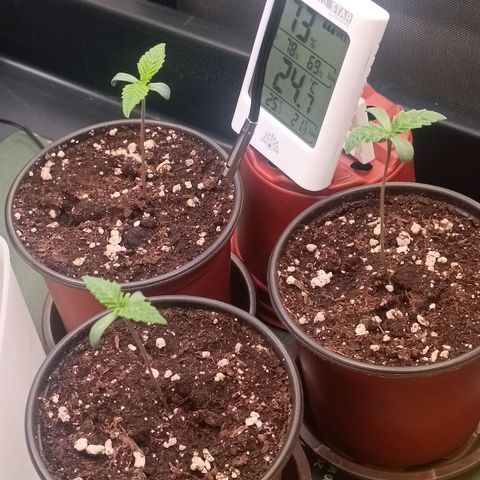Channel+ growlog photo: Tag 8