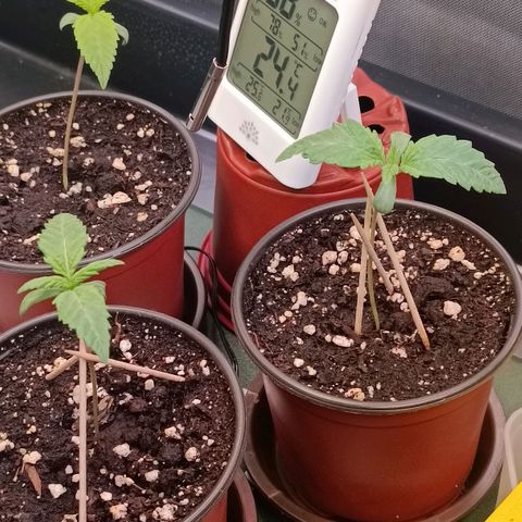 Channel+ growlog photo: Tag 10