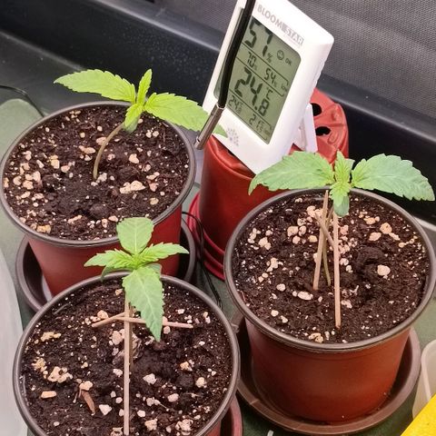 Channel+ growlog photo: Tag 11