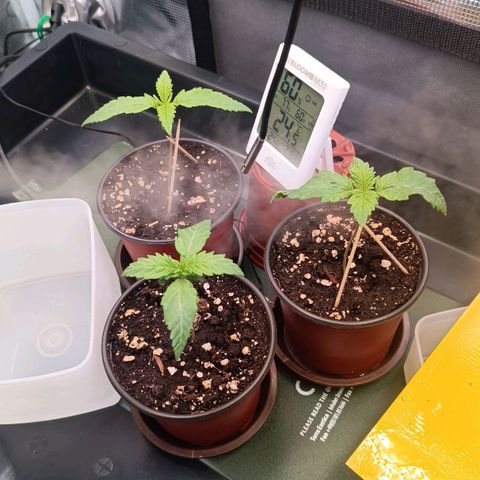 Channel+ growlog photo: Tag 12