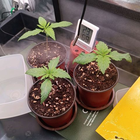 Channel+ growlog photo: Tag 13
