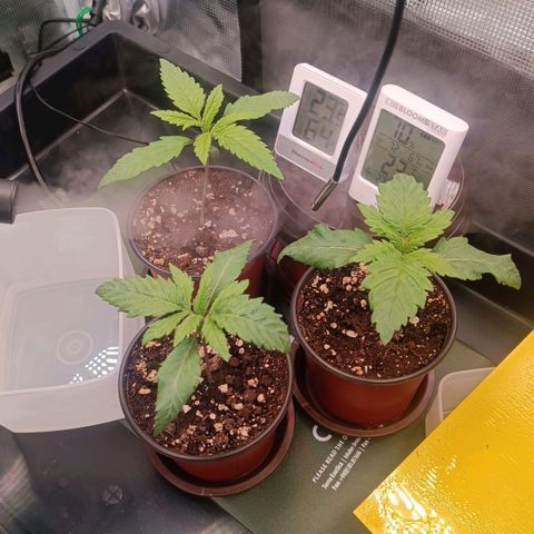 Channel+ growlog photo: Tag 14