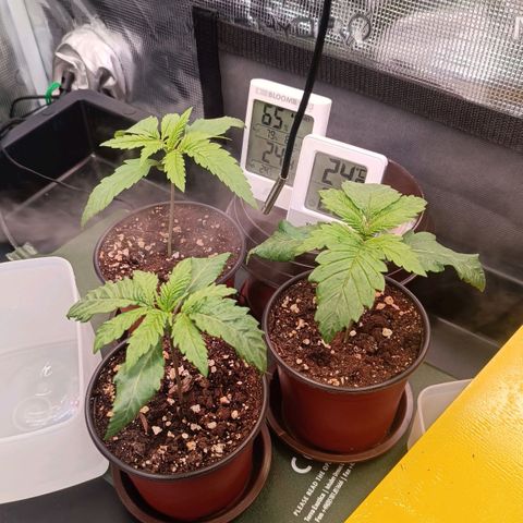 Channel+ growlog photo: Tag 15