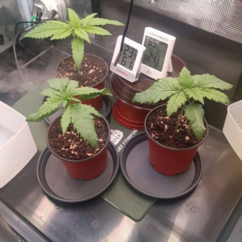 Channel+ growlog photo: Tag 16