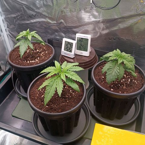 Channel+ growlog photo: Tag 18