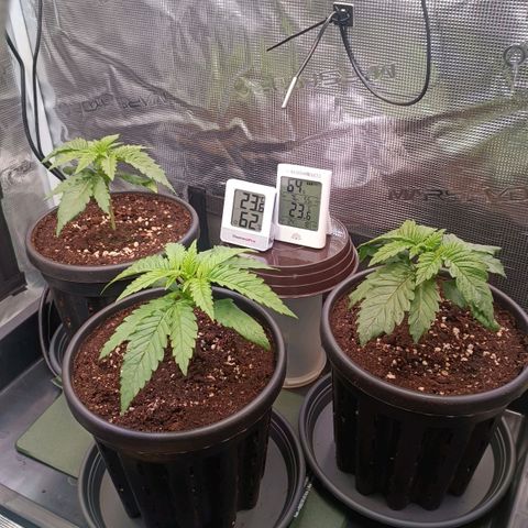 Channel+ growlog photo: Tag 19