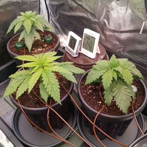 Channel+ growlog photo: Tag 20