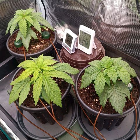 Channel+ growlog photo: Tag 21