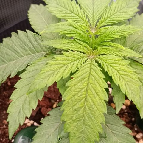 Channel+ growlog photo: Überwässerung??