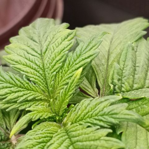 Channel+ growlog photo: Überwässerung??