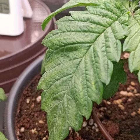 Channel+ growlog photo: Überwässerung??