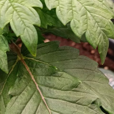 Channel+ growlog photo: Überwässerung??