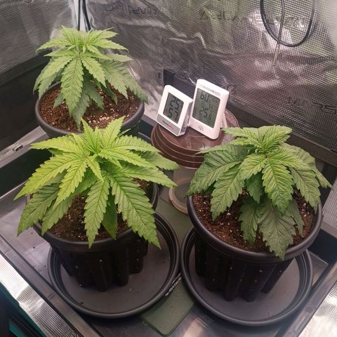 Channel+ growlog photo: Tag 23