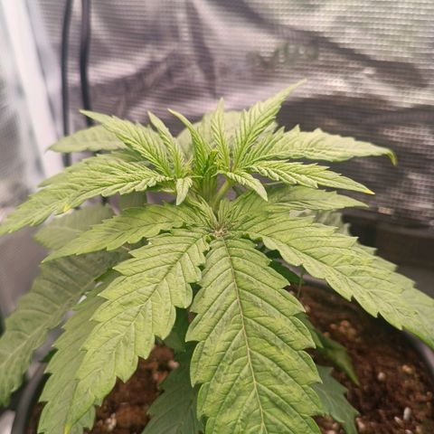 Channel+ growlog photo: Überwässerung, überdüngung??