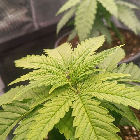 Channel+ growlog photo: Überwässerung, überdüngung??