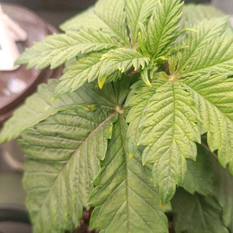 Channel+ growlog photo: Überwässerung, überdüngung??