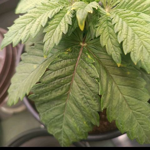 Channel+ growlog photo: Überdüngung?