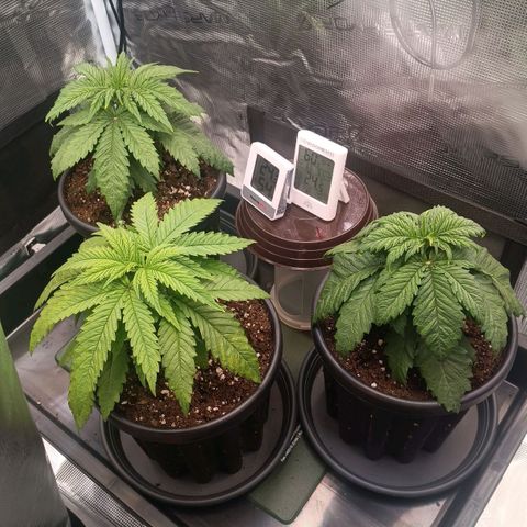 Channel+ growlog photo: Tag 25