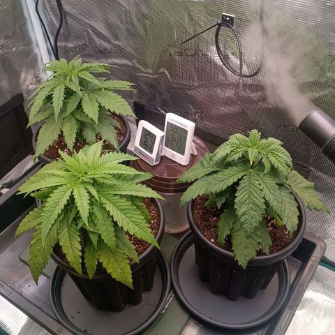 Channel+ growlog photo: Tag 27