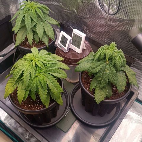 Channel+ growlog photo: Tag 28 Morgens