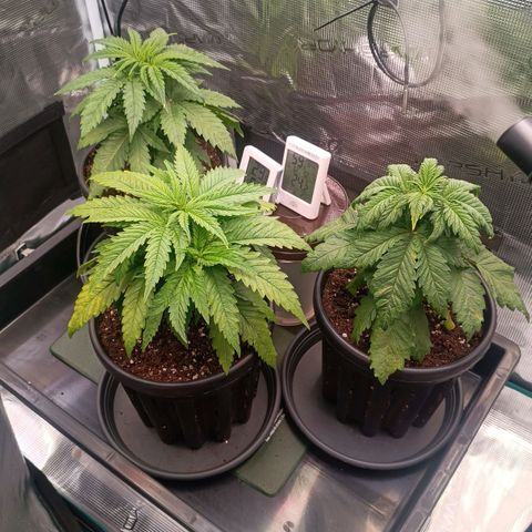Channel+ growlog photo: Tag 28 Abends