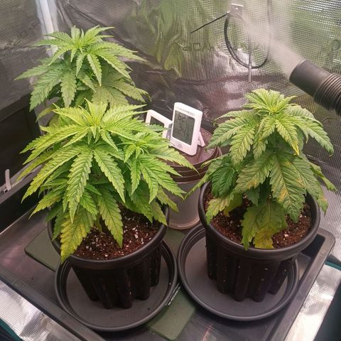 Channel+ growlog photo: Tag 30
