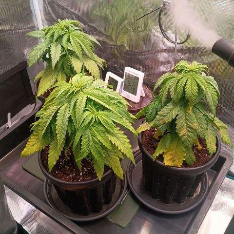 Channel+ growlog photo: Tag 31