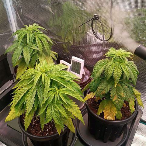 Channel+ growlog photo: Tag 32