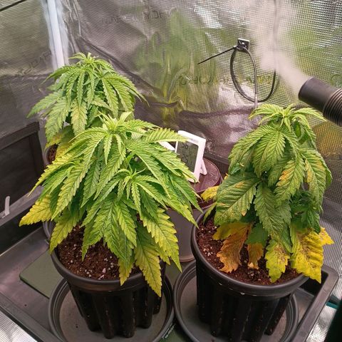 Channel+ growlog photo: Tag 33