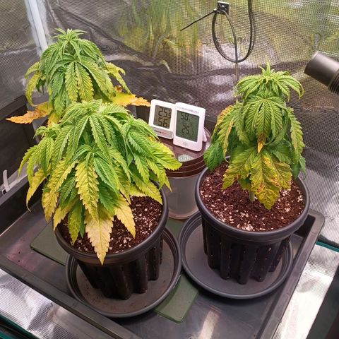 Channel+ growlog photo: Tag 35
