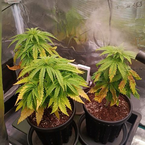 Channel+ growlog photo: Tag 36