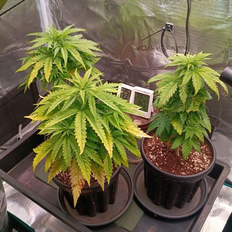 Channel+ growlog photo: Tag 37
