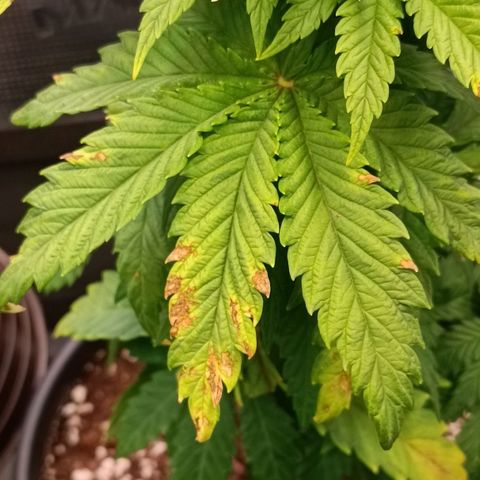 Channel+ growlog photo: Problem Fotos - ich schätze mal, es ist einiges schief gelaufen: 1. übergossen, 2. überdüngt, 3. nutrient lockout und 4. Mangelerscheinungen.